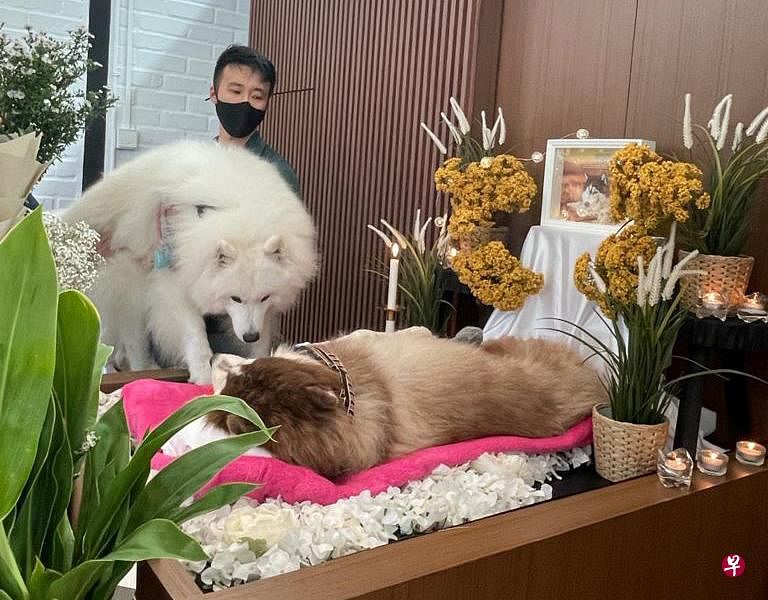 在宠物狗的葬礼上，有亲友带着爱犬来见它们的“朋友”。