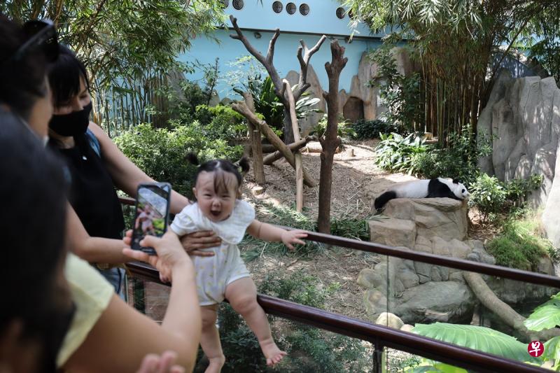 新加坡大熊猫凯凯和嘉嘉成功诞下宝宝，游客快乐地与刚晋升为爸爸的凯凯合影。（梁麒麟摄）