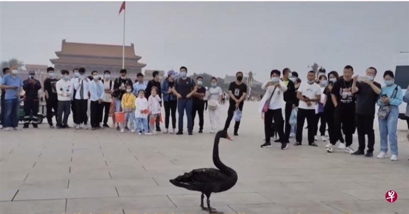 一只黑天鹅前天清晨悠然降临北京天安门广场。（互联网）