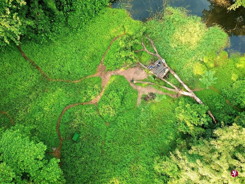 摄影爱好者卢瑞明今年5月以空拍记录大树躺在绿野中的身影。这棵大树什么时候倒下？躺在绿意盎然的丛林中多长时间了？似乎没有人知道。