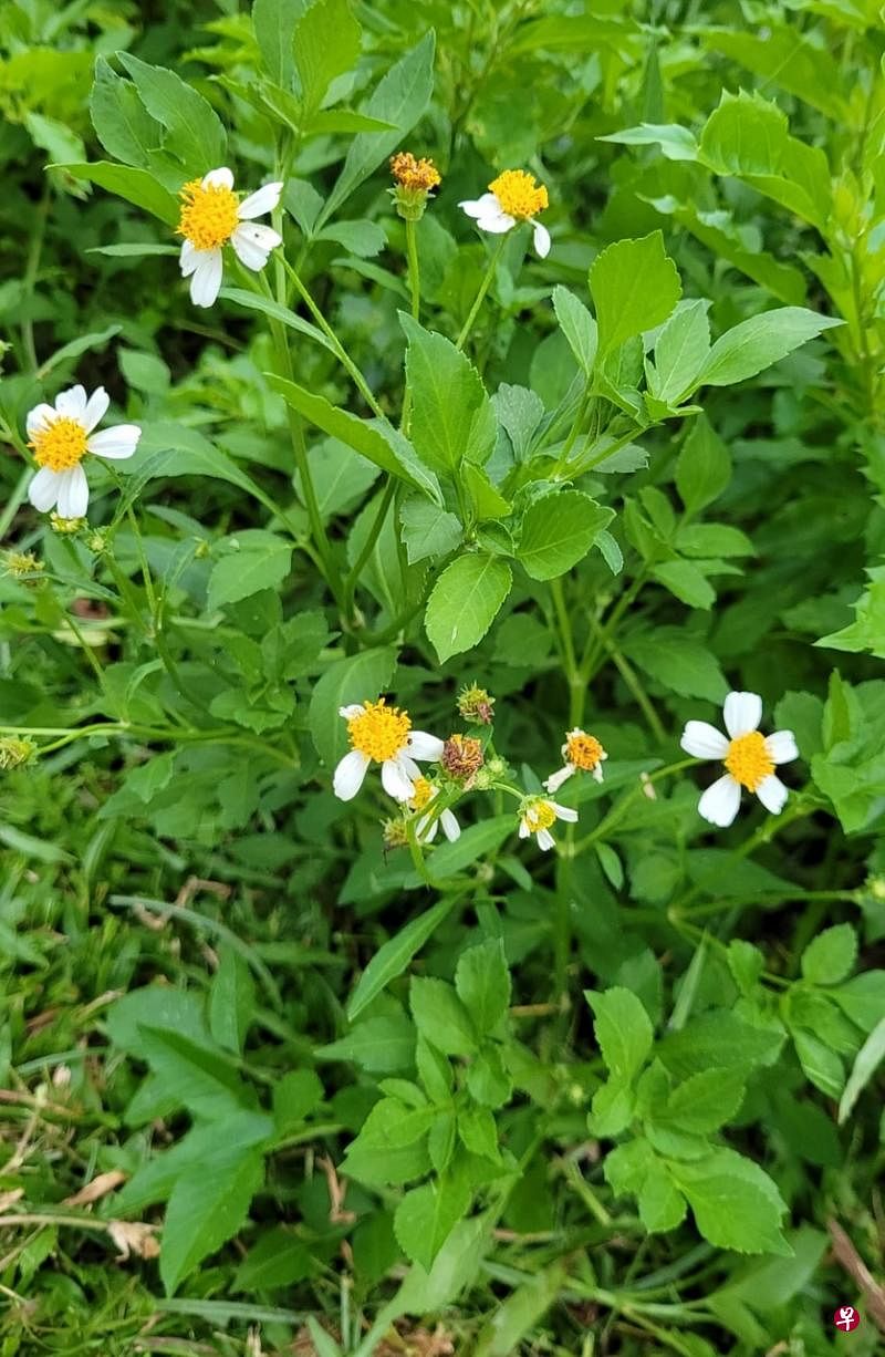 开着白花的野草——咸丰草。