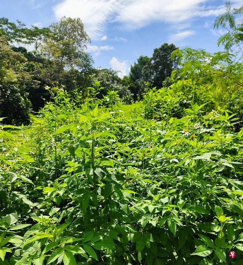 一大片萋萋碧草，几乎全是咸丰草。