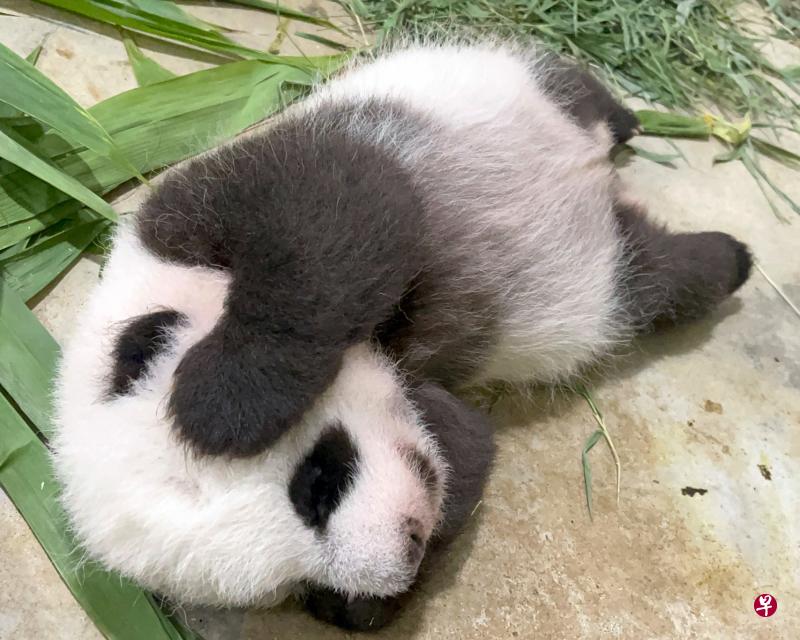 万礼生态园在上月28日上载了这张照片，可爱的大熊猫宝宝正健康成长，如今是时候为他取名了。（取自万礼生态园面簿）