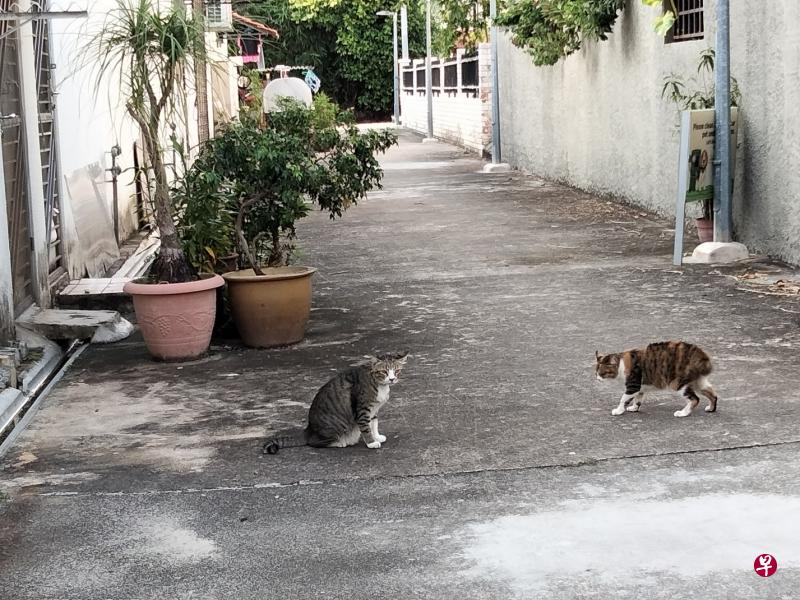 放猫过来，后巷没人。
