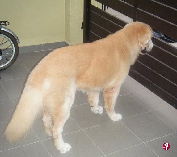 黄金猎犬Pillow。