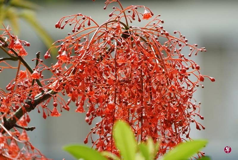 澳洲火焰木红似火（左图），落地后也红艳艳（右图）。 