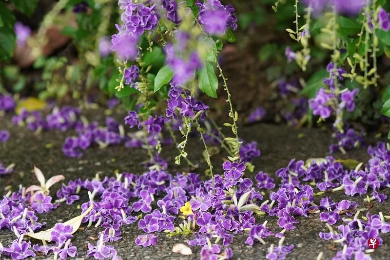 金露花是蝴蝶的蜜源。金露花落下时，也紫得很漂亮。