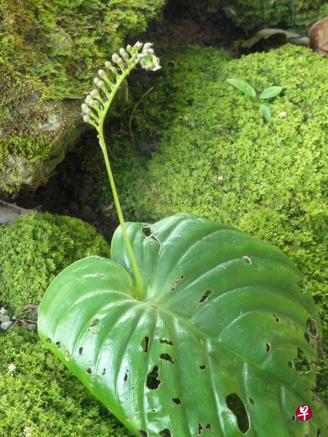 绿色毡上的独叶苣苔开花。