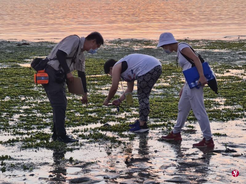 两名访客在义务大自然向导的引领下，在樟宜海滩潮间带认识各种海洋生物。（取自李智陞面簿）