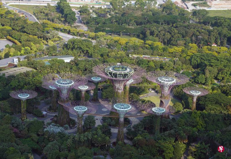 滨海湾花园的擎天树被一片碧绿树木包围着。