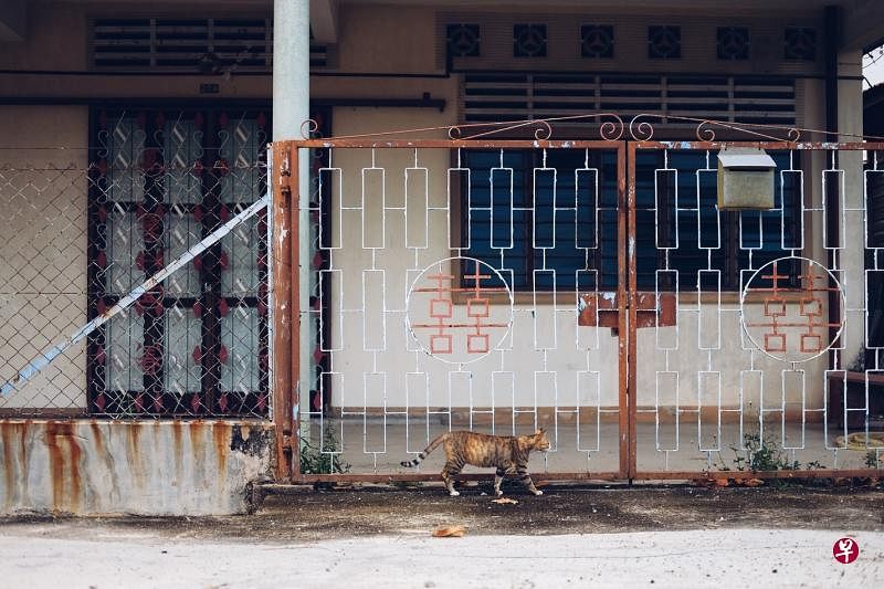 有“虎”路过，喜呀喜呀！（图/林道锦 ）