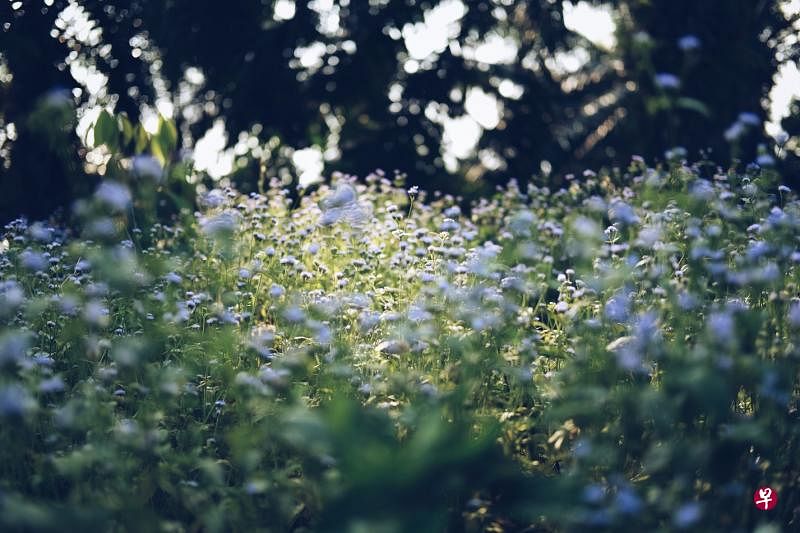 野花。（图/林道锦 ）