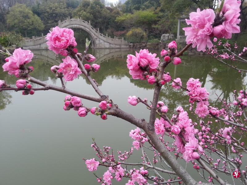 鲜艳的桃花，有点点嫩叶衬托，别有一种坦荡的妖媚。（作者提供）