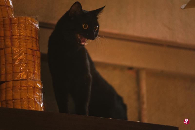 在《金宵大厦》中亮相的大厦黑猫靓宝会继续在《金宵大厦2》中现身！
