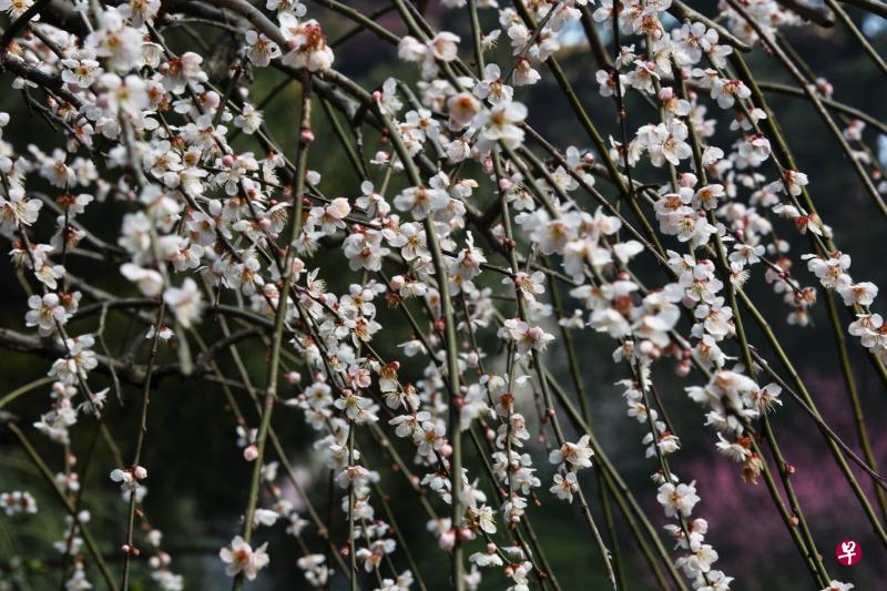 垂柳梅开得也潇洒。（邹文学摄）