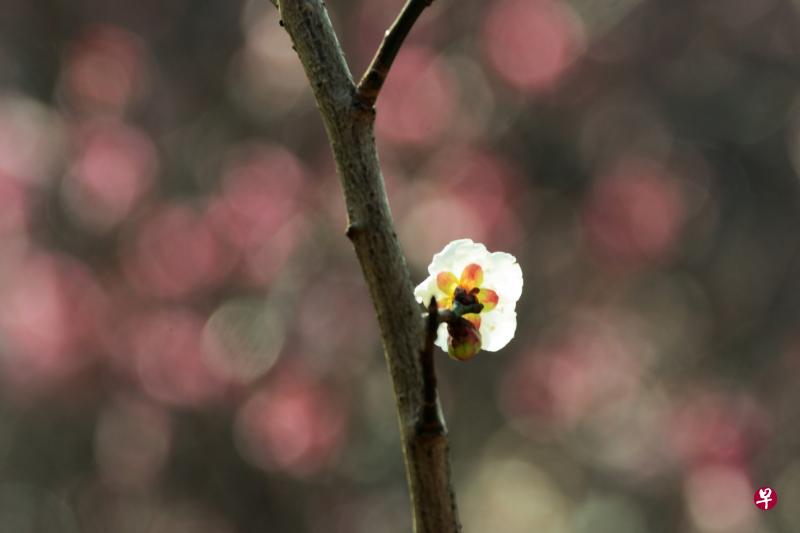 梅花背后。（邹文学摄）