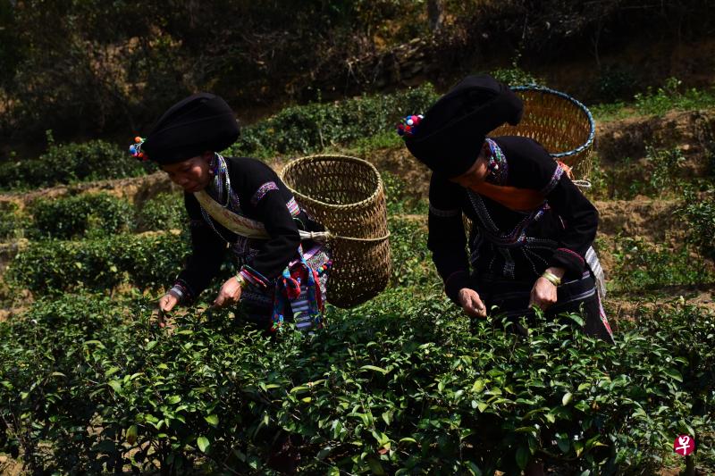 茶叶是山区重要的经济作物。