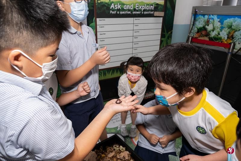 大众小学有一台蚯蚓堆肥箱，蚯蚓可把食堂摊贩提供的厨余“消化”为肥料，适用于没有油污的厨余，如马铃薯片。蚯蚓堆肥箱不能随意打开，只有在特别场合, 才让学生探索。图为GreenTech学会学生向一些低年级学生介绍蚯蚓堆肥箱。（特约张荣摄）