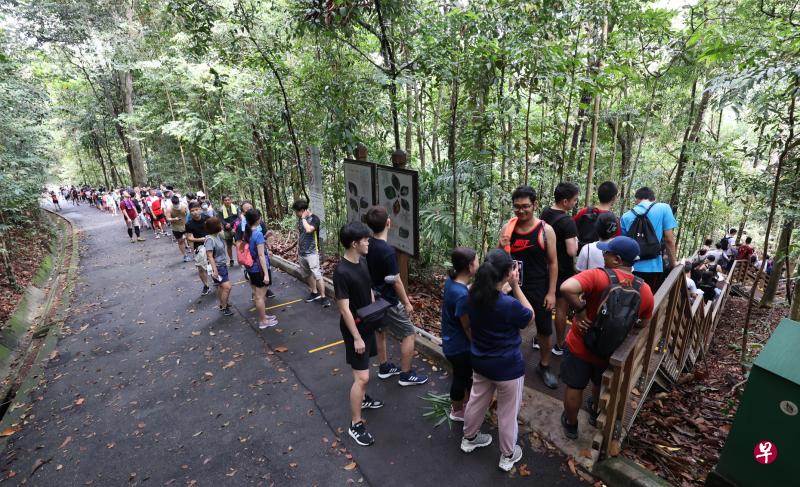 不少公众昨天上午到往麦里芝蓄水池的树冠步道远足，树冠步道在上午11时有至少300名访客排队，等待踏上约250米长的悬浮吊桥。（梁麒麟摄）