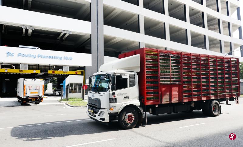 本地鸡肉供应商昨天与时间赛跑，赶在今天零时马国禁令实施前将活鸡从马来西亚运来新加坡。昨天清晨运抵第一批活鸡后，罗厘再返回马国运送第二趟，并在下午约4时陆续抵达裕廊一带的宰鸡场。（蔡家增摄）