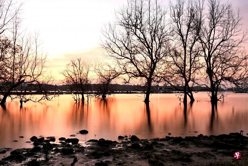 红树落叶后剩下空枝，在夕阳余晖中显得秋意浓。（实里达渔村）