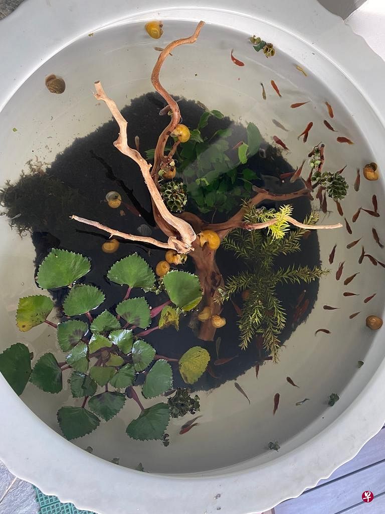 吴美珍现在的爱好之一是水族造景。（受访者提供）
