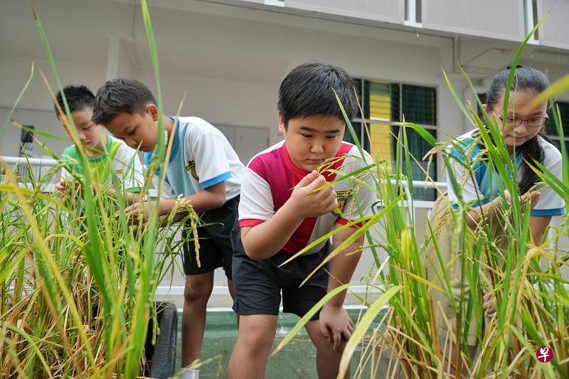吴曜轩（左起）、张子洋、郭乐安和黄恺琳是参与育能小学水稻种植活动的其中四名小五学生。在看到自己的劳动成果后，他们更加懂得珍惜大米和粮食。（谢智扬摄）
