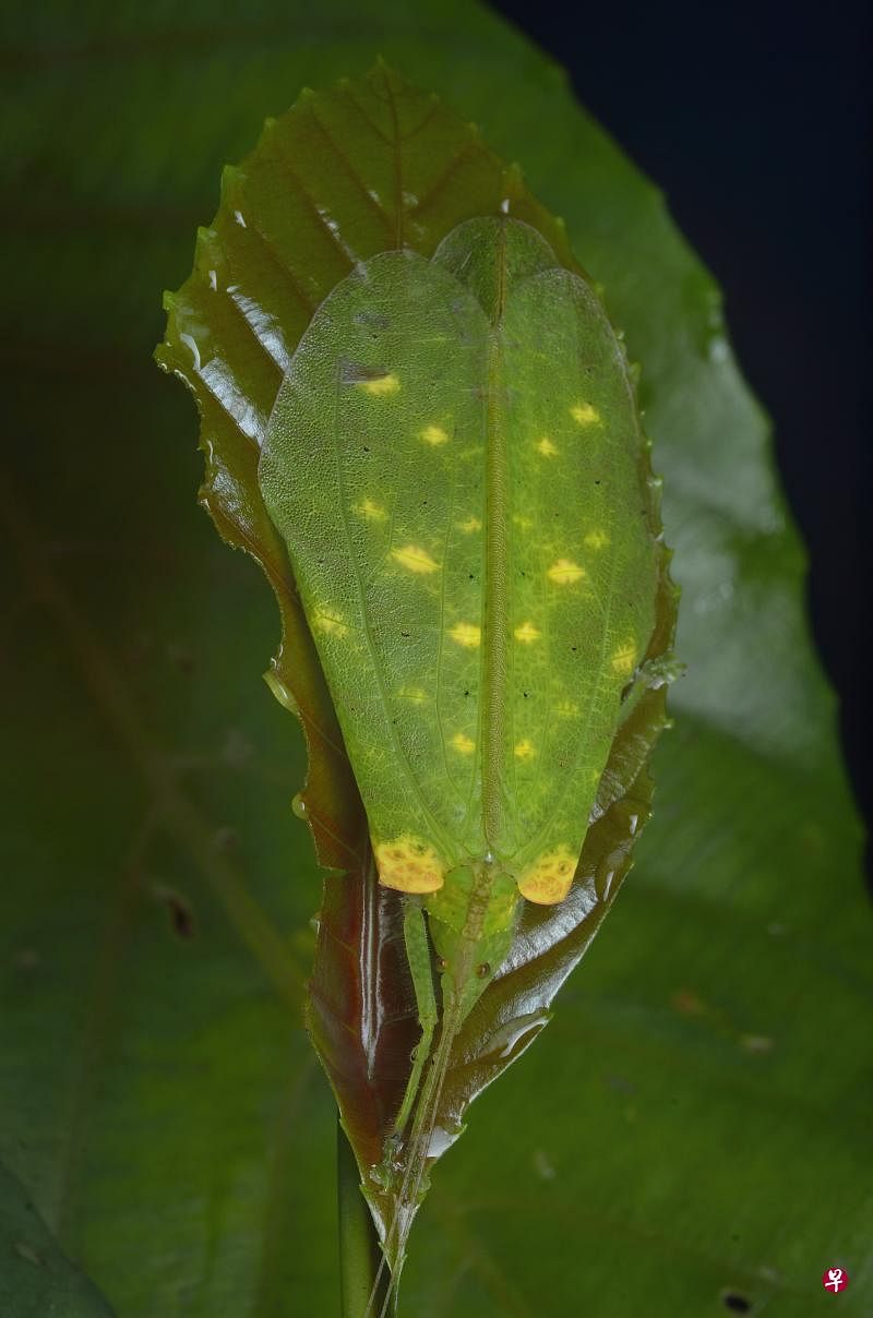 螽（zhōng）斯（Katydid）一旦受惊扰，翅膀便会扁塌，宛如一片叶子。