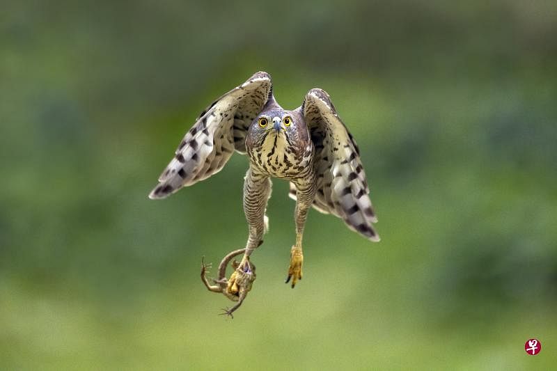 凤头鹰（Crested Goshawk）抓到一只变色树蜥了！Eric Tan医生摄于白沙公园。