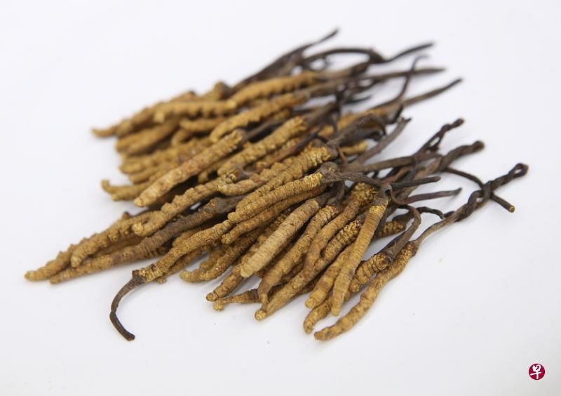 冬虫夏草具滋补作用，但仍应根据个人体质酌量摄取。（档案照）