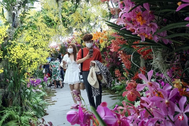 滨海湾花园云雾林配合国庆举办胡姬花展，让公众欣赏本地培植的各种胡姬杂交品种。（邝启聪摄）