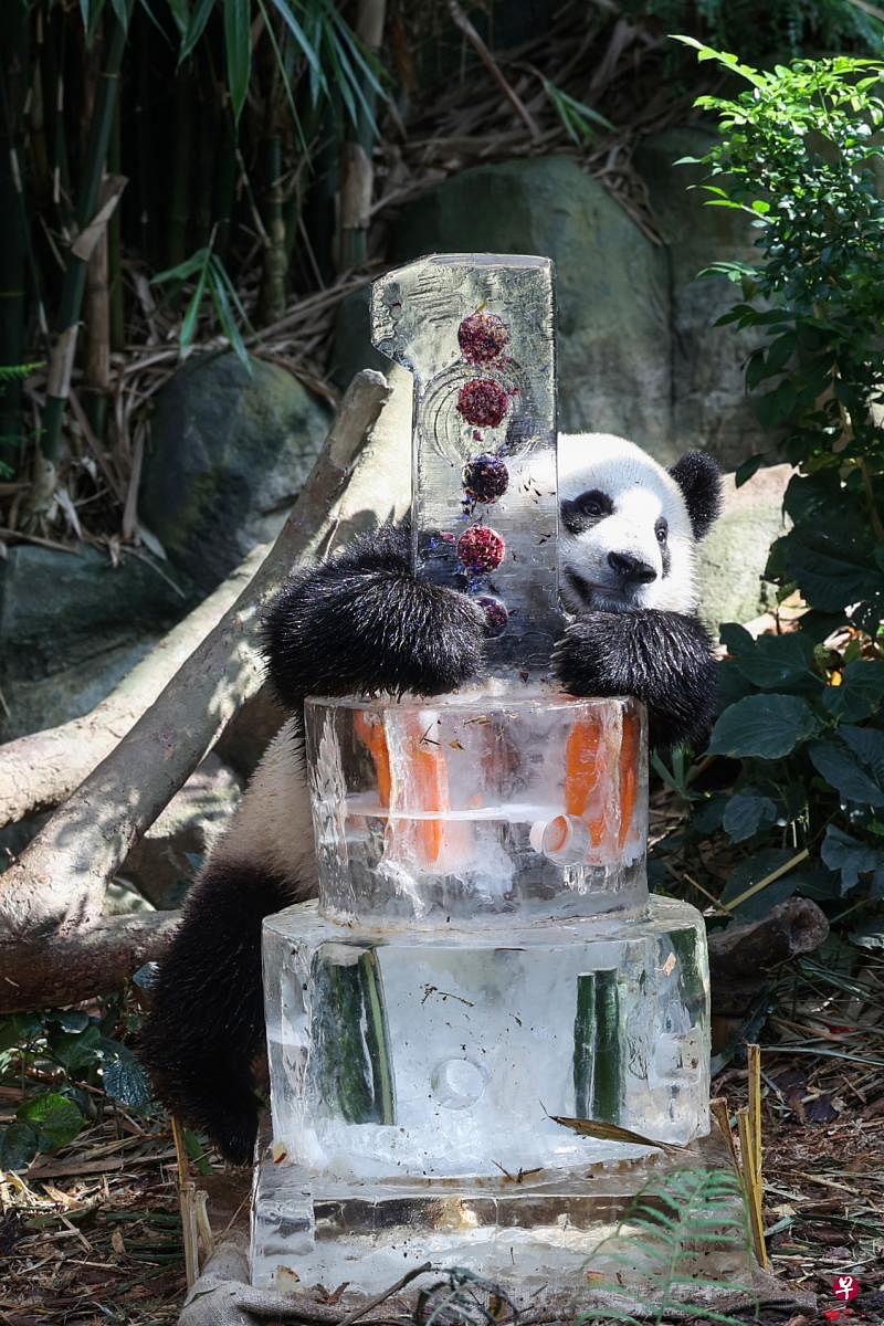 好奇的大熊猫叻叻从巢穴出来后看到蛋糕，缓缓上前又舔又抱，甚至爬上蛋糕再跌下，并在蛋糕周围来回走动。（白艳琳摄）