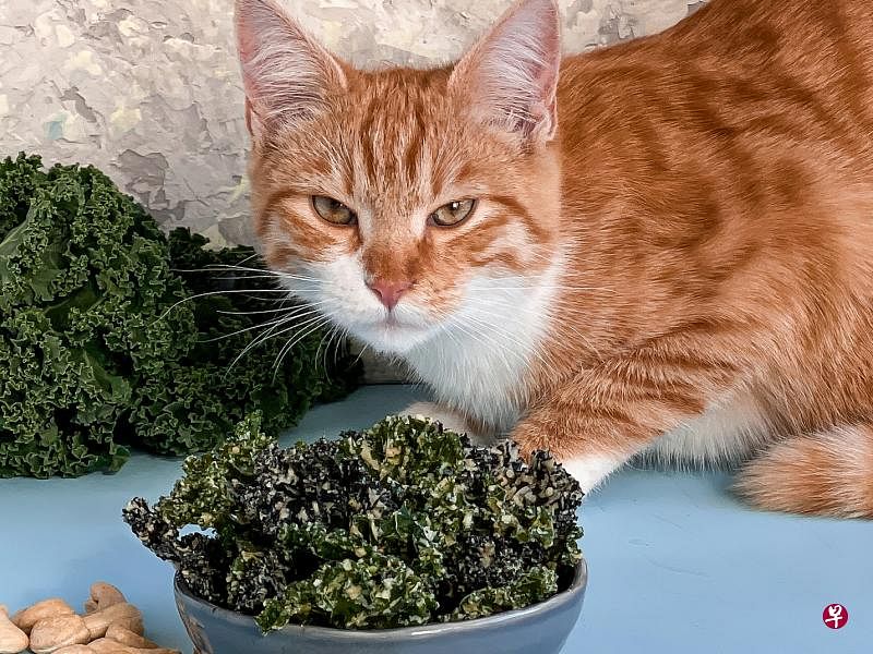 猫属于肉食动物，若吃素，可能导致营养失衡而患病。（iStock图片）