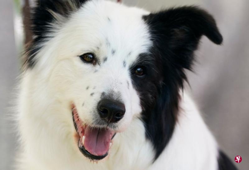 边境牧羊犬的预期寿命为12.10岁。（法新社）