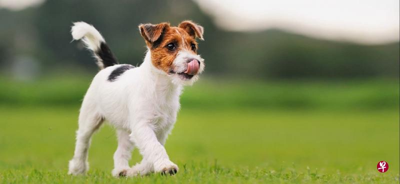 杰克罗素梗（Jack Russell Terrier）平均寿命预计为12.7岁。（互联网）