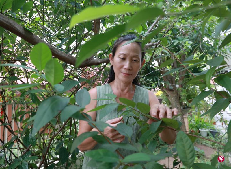陈玉娟热爱园艺，家里种了不少可食植物，其中以苦味的占多数，包括她身后的蔓荆。