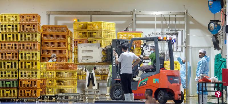 运载从马国进口肉鸡的罗厘清晨约6时抵达位于布罗巷3号的裕廊集团家禽处理中心，工作人员将装有活鸡的篮子从车上卸载送往屠宰场。（陈斌勤摄）