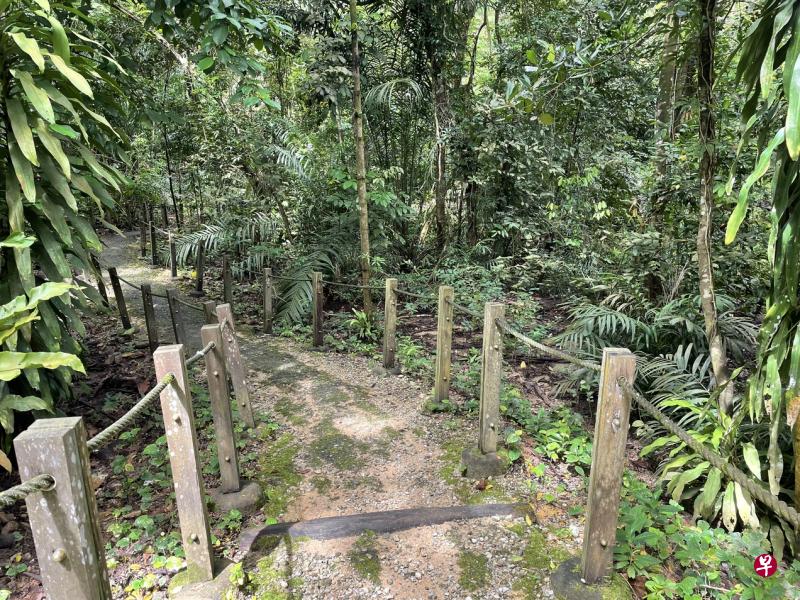 汤申自然公园里的红毛丹步道。（张曦娜摄）
