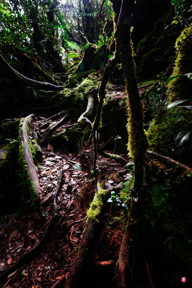 苔藓森林里苔藓和树干树根共生。