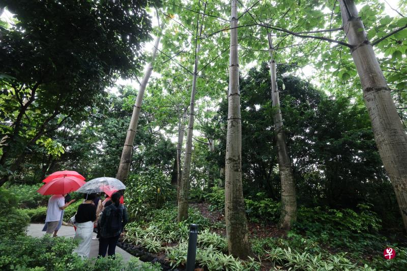 热带雨林的树木通过光合作用吸收二氧化碳，被称作“绿碳”。（唐家鸿摄）