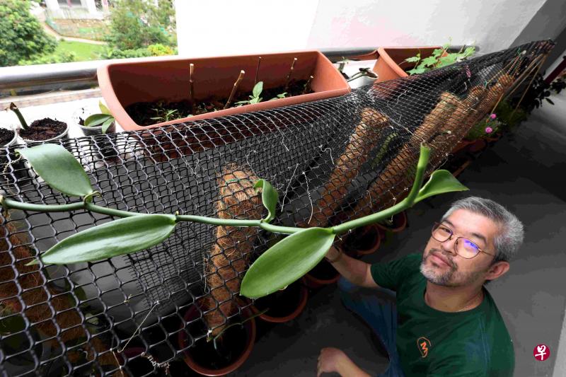 在印度尼西亚经营香草农场的桑托索，在本地住家门外的走廊种了100株香子兰。　　　　　　　　→每株香草成熟后，可在一年内生产10至20公斤的豆荚。（Mireia提供）