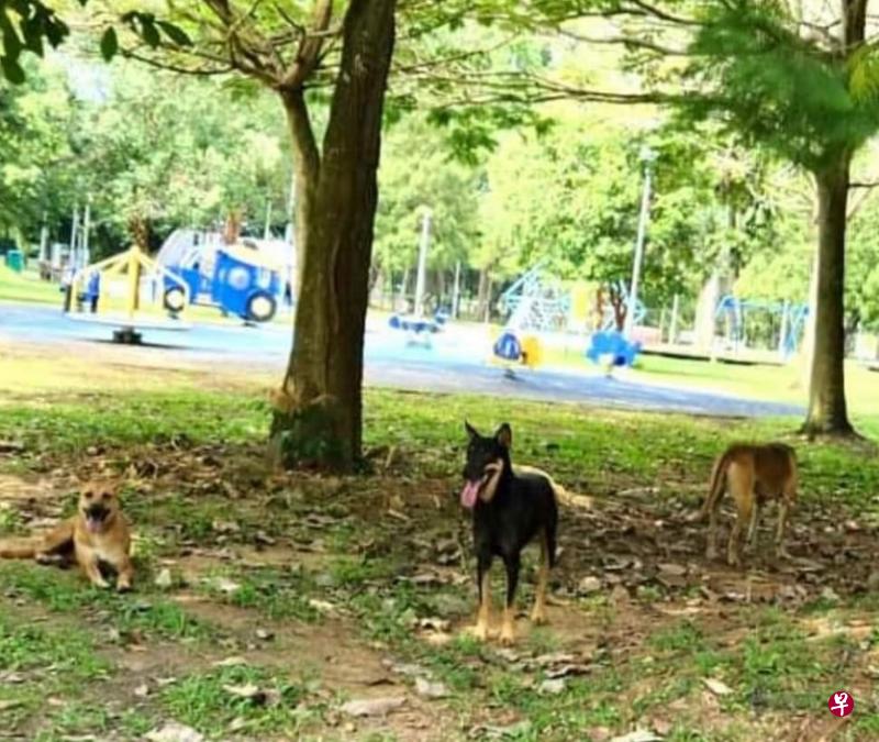 有居民在碧山—宏茂桥公园拍到相信是攻击社区猫的三只野狗。（取自脸书）