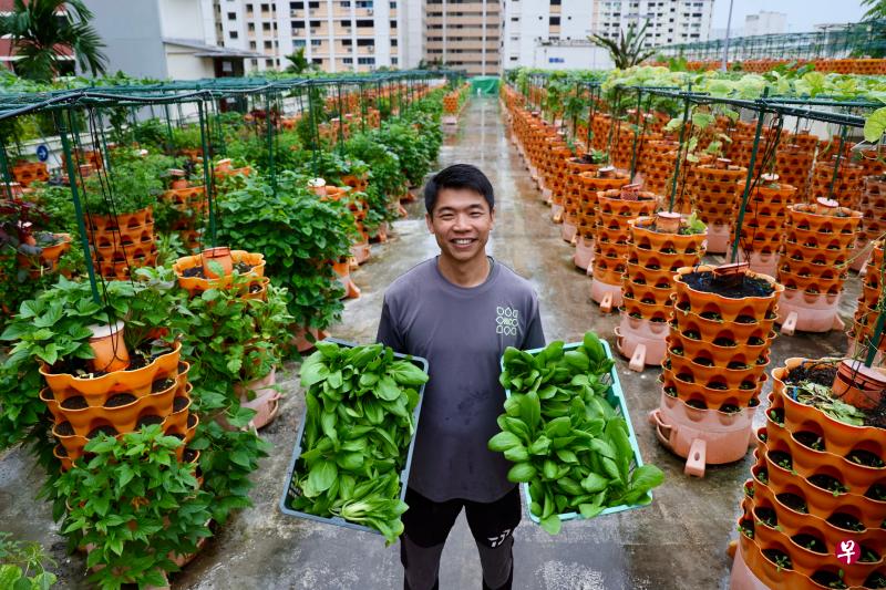 NIC创办人吴庭宽有13年的种植经验，在柬埔寨成立农场多年后回返新加坡。他在淡滨尼多层停车场顶楼的农场面积约2500平方米，共种植60多种蔬菜，一年可生产70多吨的农作物。（龙国雄摄）