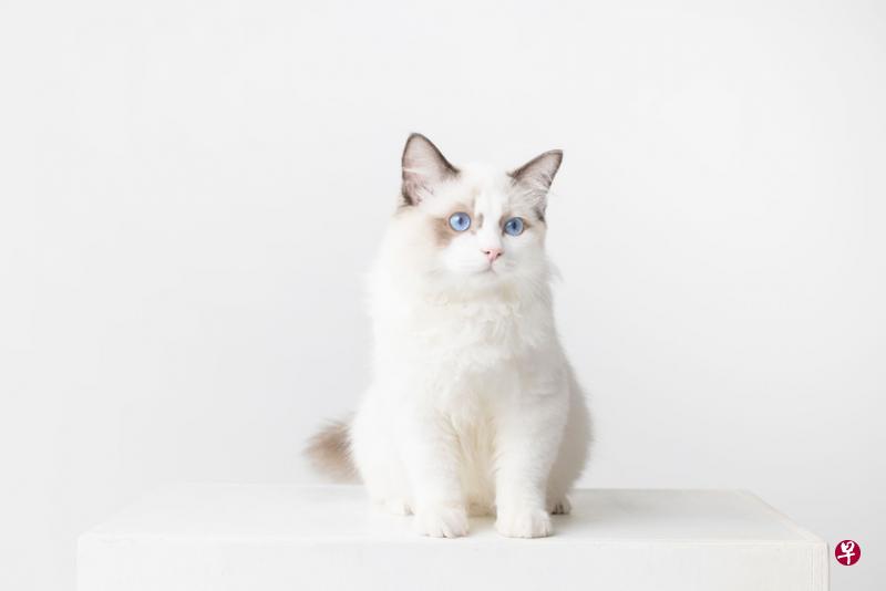 名字： Martin（马丁）↗品种：布偶貓（Ragdoll）年龄：10个月喜欢：喜欢和人在一起，不害怕陌生人。它的行为像狗，理解并服从主人发号的命令和指示。特点：善于交际，性格活泼好玩，可爱和容易相处。以主人住过最难忘的一所房子的地址“马丁路”(Martin Road）命名。
