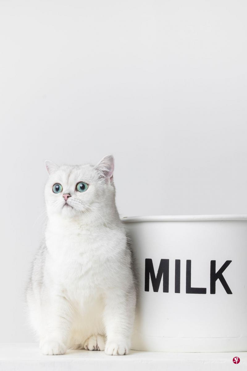 名字：Chanel（香奈儿）→品种：英国短毛猫（ British Shorthair）年龄：一岁半喜欢：经常坐在窗边看树和行人，打盹。喜欢兄弟宾利和马丁的陪伴。特点：个性独立，温柔可爱，大部分时间都爱独处。