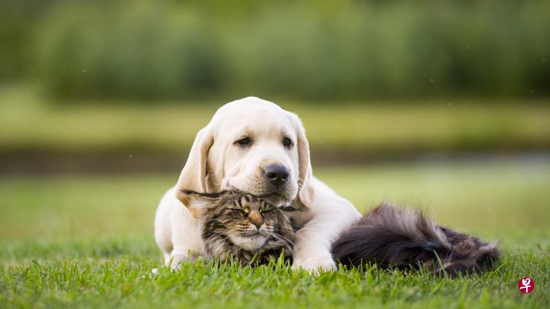 猫、狗等各种宠物的习性不同，人们开始饲养前必须仔细考虑一些基本问题，才能把它们照顾好。