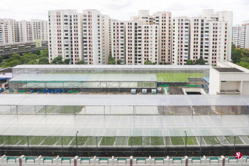 设在海军部通道第354座多层停车场顶层的农场，去年初开始运作，公众每周六可到农场附近的凉亭购买新鲜蔬菜。（陈斌勤摄）