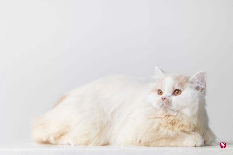 名字：Bentley（宾利）↑品种：塞尔凯克卷毛猫（Selkirk Rex）年龄：11个月喜欢：算是个“吃货”，爱大嚼食物。最喜欢和弟弟马丁一起玩，互相在屋里追逐。特点：生性顽皮好奇，也有温柔甜美的一面。对小朋友和其他猫都很有耐心，也很冷静。