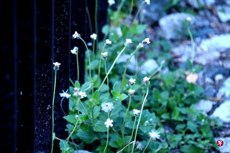 长柄菊迎风摇摆。
