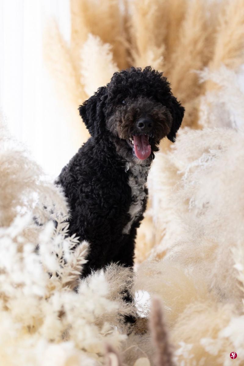 名字：Taro品种：迷你伯内杜德尔（mini bernedoodle）年龄：1岁喜欢：喜欢长时间的散步，因为有机会跟其他毛孩一起玩。很贪心，会为了吃而变戏法讨人欢喜。特点：胸前有一条白色毛发，看起来像系上白色领带，相当抢眼。Instagram：@taroqtpie主人：Tan family